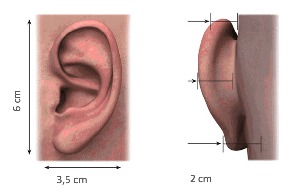 Proporciones del pabellón auricular